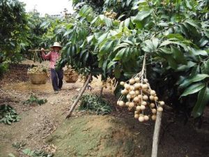 府城鎮[南寧市]