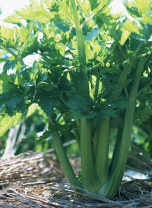 西洋芹菜 西洋芹菜