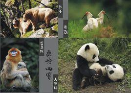 秦嶺四寶 秦嶺四寶