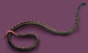 棱鱗鈍頭蛇 棱鱗鈍頭蛇