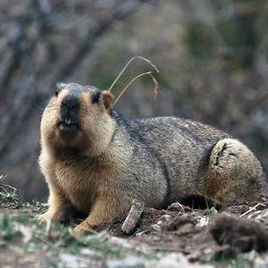 旱獺內蒙亞種 旱獺內蒙亞種