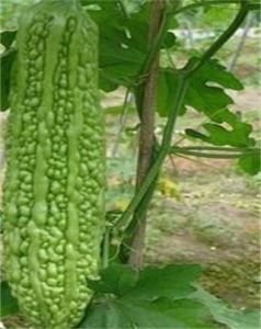 寧瓜1號 寧瓜1號