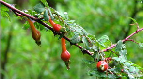少對峨眉薔薇(變型) 少對峨眉薔薇(變型)