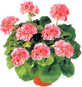 短日照花卉 短日照花卉