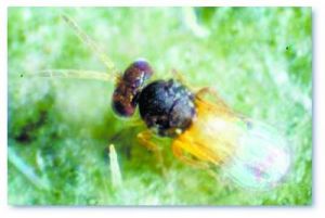 麗蚜小蜂