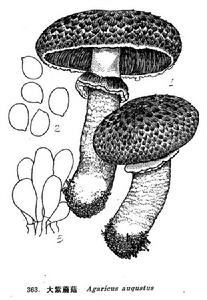 大紫蘑菇 大紫蘑菇