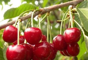 我家採摘園 我家採摘園