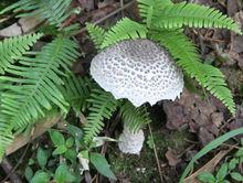 石峰峽谷內的蘑菇