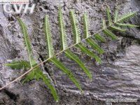 平羽鳳尾蕨 平羽鳳尾蕨