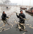 明湖踩藕 明湖踩藕