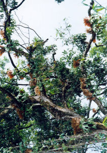 大果樹蘿蔔 大果樹蘿蔔