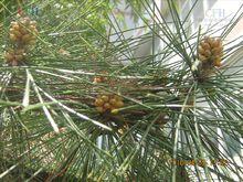 日本黑松（黑松）