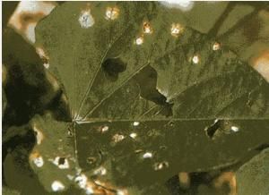 甘薯葉斑病 甘薯葉斑病