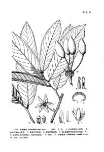 毛脈暗羅 毛脈暗羅