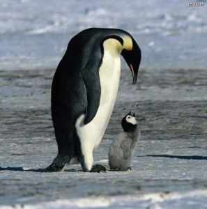 企鵝臥底日記 企鵝臥底日記
