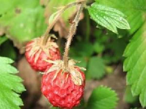 東方草莓