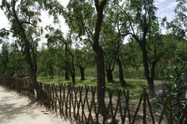 老舍窠鄉 老舍窠鄉