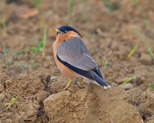 黑冠椋鳥 黑冠椋鳥