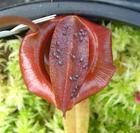 賈桂琳豬籠草 賈桂琳豬籠草