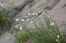 燈心草蚤綴 燈心草蚤綴