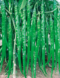 賽辣1號 賽辣1號