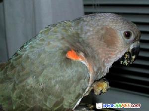 紅腹鸚鵡
