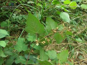 周毛懸鉤子 周毛懸鉤子