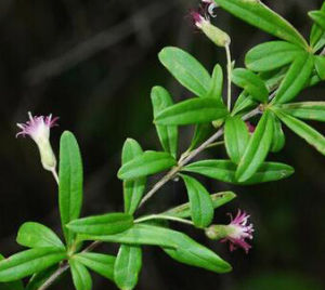 狹葉帚菊 狹葉帚菊