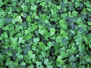 中華常春藤 中華常春藤