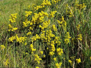 豬殃殃屬 豬殃殃屬
