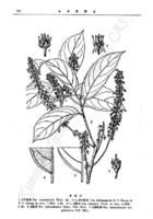 大葉鼠刺 大葉鼠刺