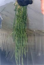 鱗葉馬尾杉 鱗葉馬尾杉