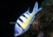 夏威夷豆娘 夏威夷豆娘