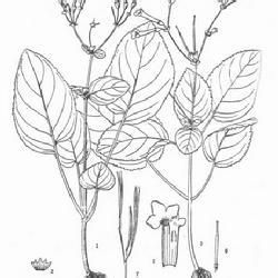 小葉管口苔 小葉管口苔