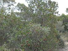 草莓樹（學名：Arbutus unedo）