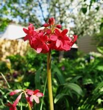 粉莛報春 粉莛報春