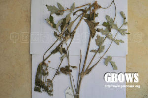 鈍葉獨活 鈍葉獨活