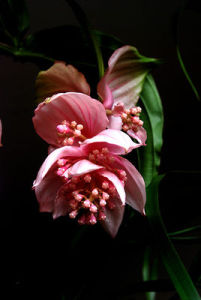 寶蓮燈花 寶蓮燈花