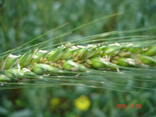 俄羅斯小麥蚜蟲