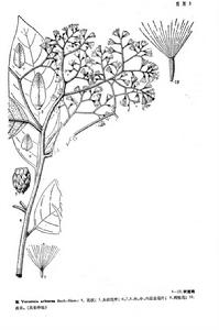 樹斑鳩菊墨線圖
