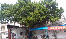 蔡李佛武術學校