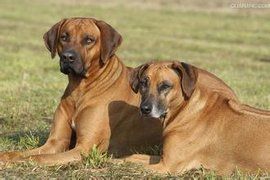 羅德西亞 羅德西亞