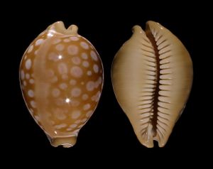 天王寶螺 天王寶螺