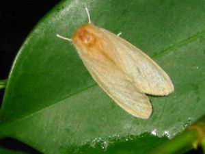 榕透翅毒蛾 榕透翅毒蛾