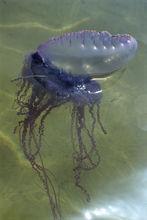 水母浮囊