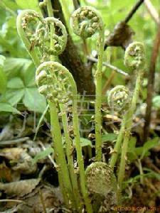 野生猴腿菜 野生猴腿菜