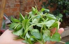 馬蘭頭的功效與作用 馬蘭頭的功效與作用