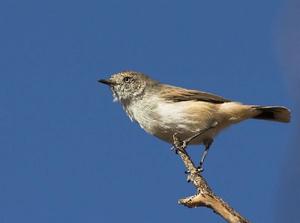 栗尾刺嘴鶯 栗尾刺嘴鶯