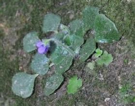 小石蝴蝶 小石蝴蝶