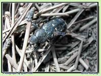 跗花金龜 跗花金龜